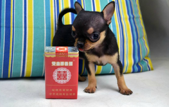 想了解吉娃娃是哪个国家的狗？这篇文章为你解答