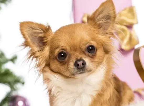 吉娃娃几个月算成犬？不妨来看看吧