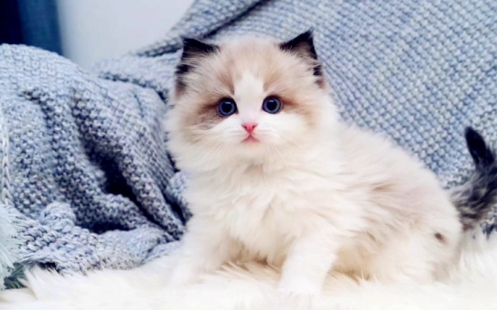 猫是不是绝育就停止发腮了