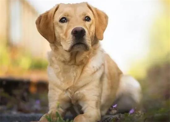 拉布拉多猎犬