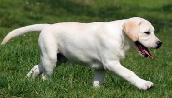 拉布拉多犬一年花费多少