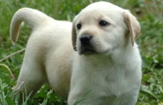 拉布拉多幼犬怎么喂养最好啊