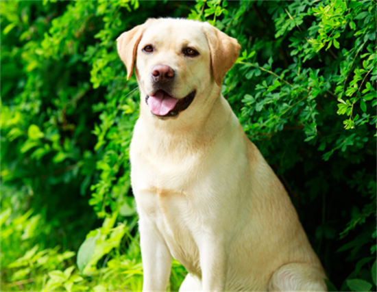 上班族怎么养拉布拉多犬呢