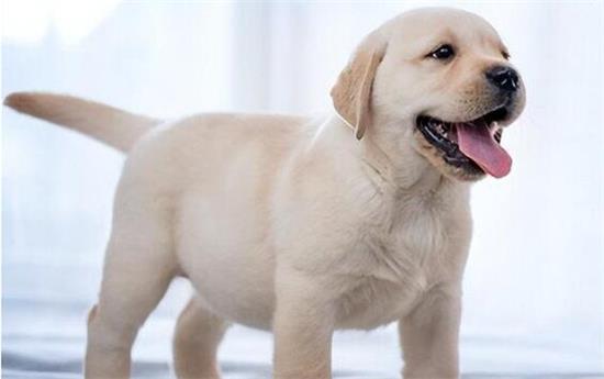 拉布拉多犬多少钱一只幼崽