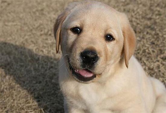 拉布拉多寻回犬生活习惯