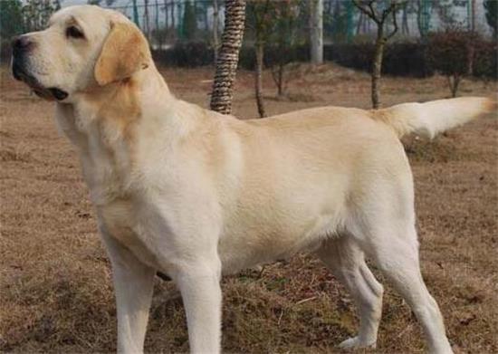 拉布拉多寻回犬一天吃几顿