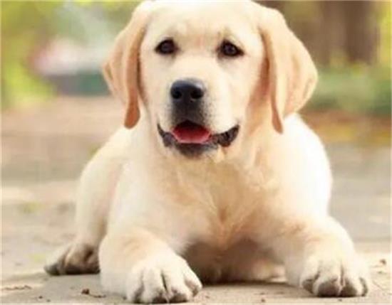 拉布拉多犬怎么养，喂些什么食物？
