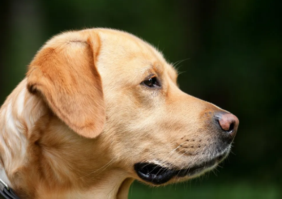 拉布拉多犬的致命缺点，拉布拉多犬的5大缺点