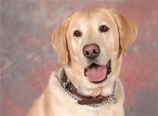 拉布拉多犬虽好，但为何常闻不建议饲养之声？