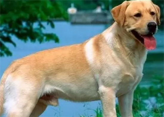 纯种拉布拉多犬特点有哪些？