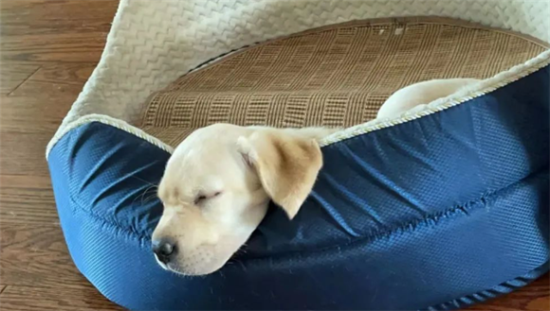 公认“不咬人”的狗狗有娃家庭也能养——拉布拉多猎犬