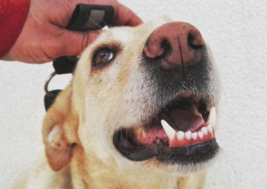 拉布拉多犬“舔人”的个人行为，原来是这样~