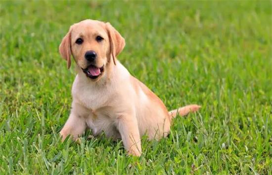 训练拉布拉多犬时，这几类方法不可取，不良影响你承受不起