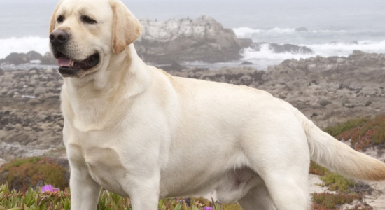 如何挑选拉布拉多犬？去有保障的场所购买