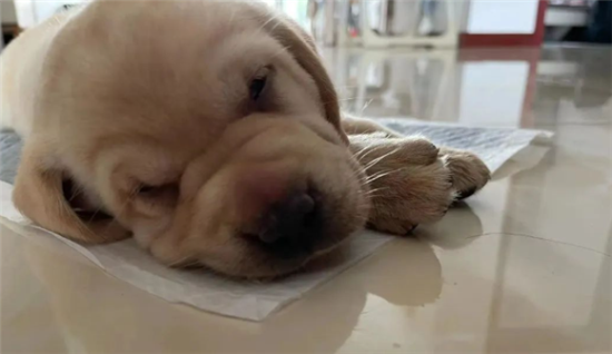 公认“不咬人”的狗狗有娃家庭也能养——拉布拉多猎犬