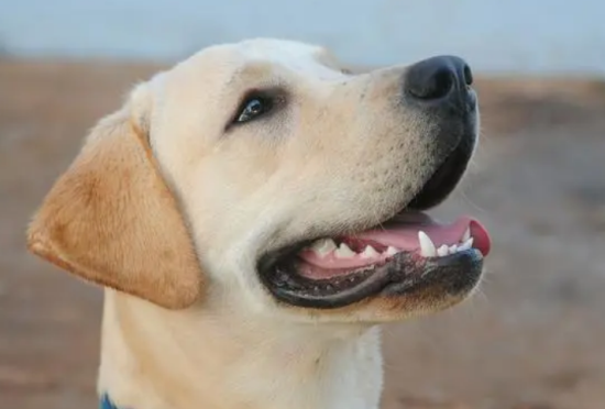 拉布拉多犬干咳嗽干呕怎么办？主人应该这样做！