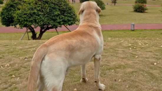拉布拉多：中大型犬中的佼佼者，你知道它的能力吗？