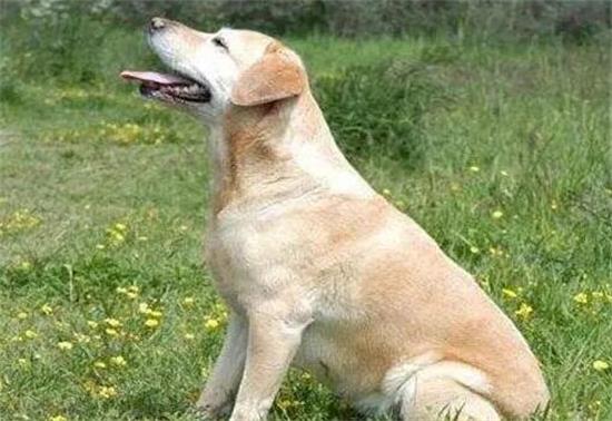 为什么说养拉布拉多犬要挑黑色的？这5点的确令人痴迷！