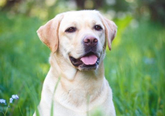 拉布拉多犬训练方法来咯~