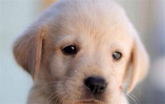 拉布拉多多大算成年犬