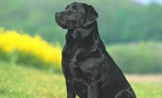 拉布拉多犬是啥犬品种，他们有哪些特点？
