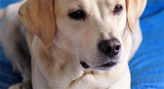 训练拉布拉多寻回犬，你需要get这5个步骤！