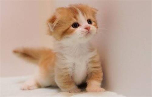 猫咪体内外驱虫怎么弄