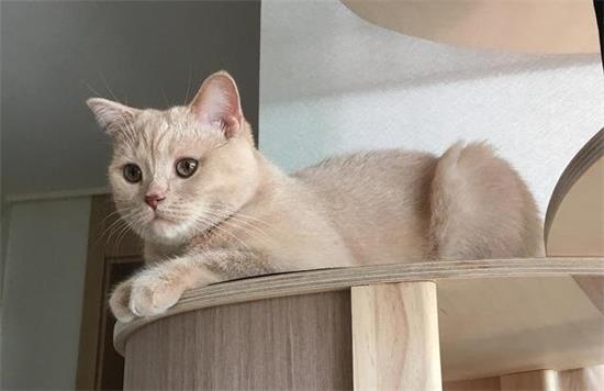 公猫最佳绝育时间是什么时候