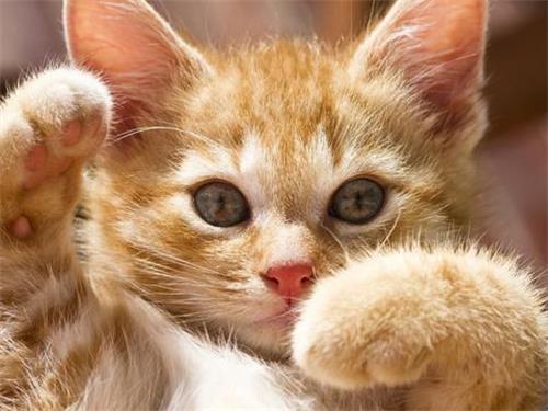 猫绝育后什么时候可以洗澡
