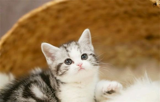 猫发情会有哪些行为