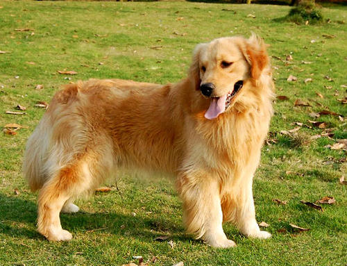 狗狗得了狂犬病还能活多久