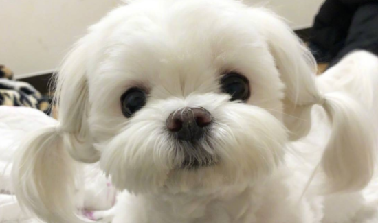 狗狗美毛膏有什么用
