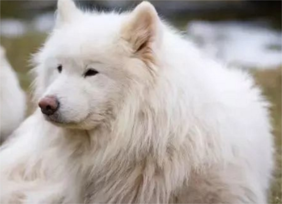 沙漠耶狗介绍怎么样