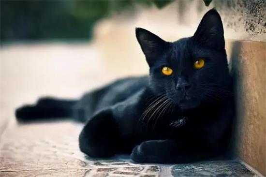 猫中毒的症状有哪些