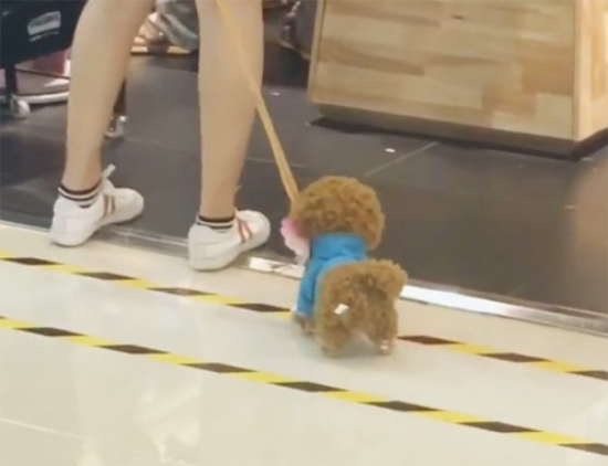 看到一个小姐姐在遛狗，老感觉哪里不对