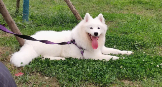 购买萨摩耶犬多少钱一只