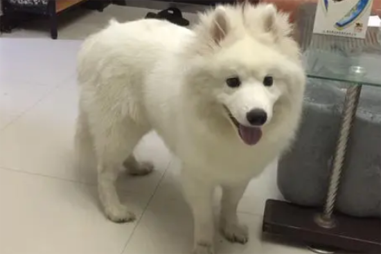 萨摩耶几个月开始猛长身高了