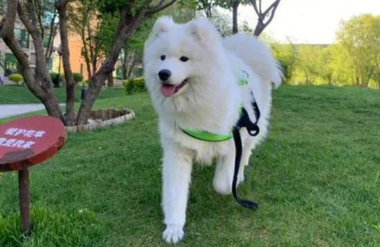 萨摩耶要多少钱一只
