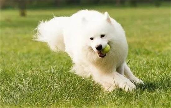 萨摩耶能活多少年