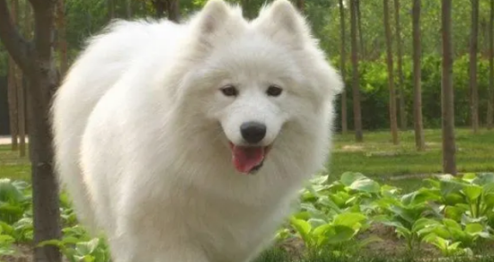 萨摩耶为什么突然死了