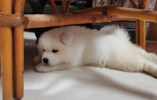 小萨摩多少钱