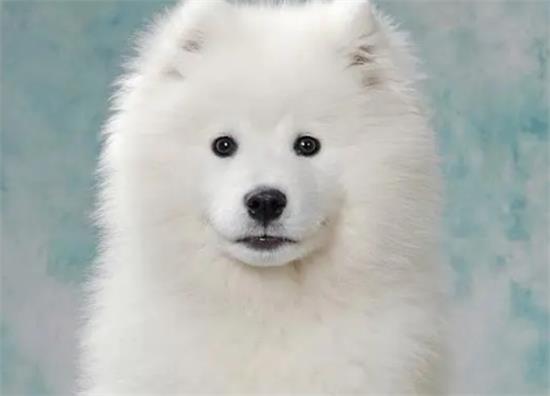 大型萨摩耶犬图片
