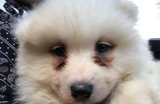 萨摩耶有泪痕怎么样去除呢