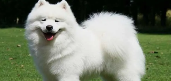 萨摩耶犬的优缺点有什么呢
