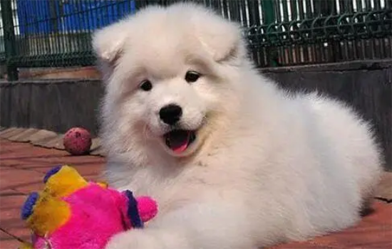 萨摩耶市场价多少一只