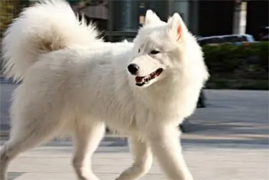 萨摩耶成年犬500元贵吗