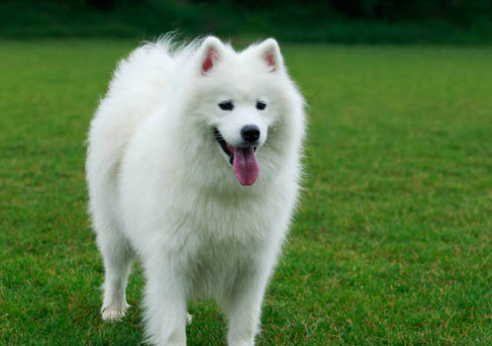 萨摩耶犬为什么老是叫