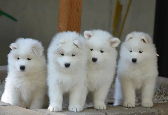 喂养萨摩耶幼犬要注意什么