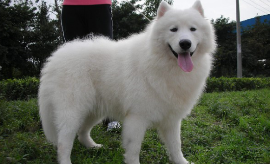 萨摩耶犬的价钱
