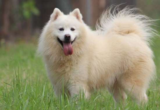 萨摩犬吃什么喝什么